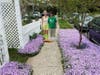 Growing phlox on the median strip increases your property's curb appeal