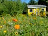 A rewilded backyard meadow replaces a water hungry lawn