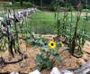 New Three Sisters Garden behind The Old Barn