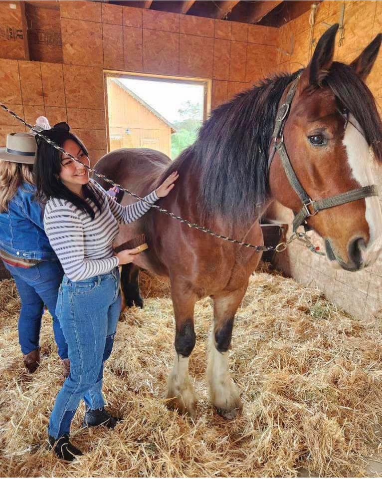 Coffee & Clydesdales