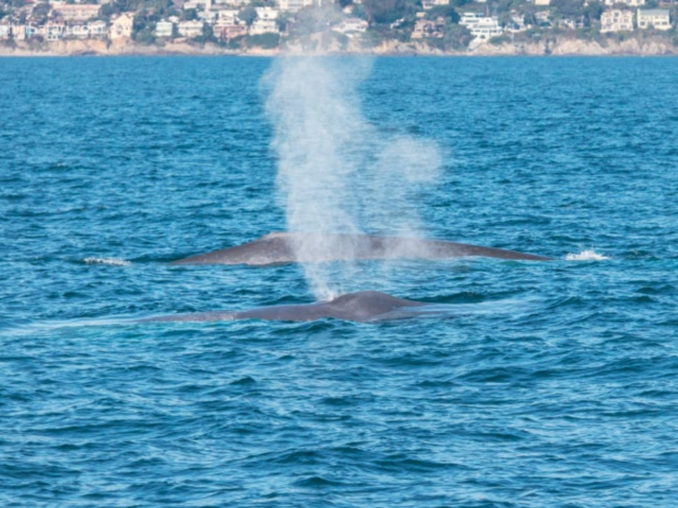 Natcho and fellow blue whale off the coast of Laguna Beach