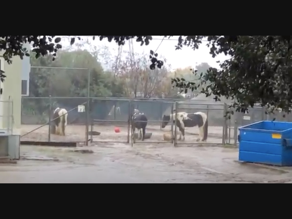 Los Angeles Alliance for Animals circulated video from the Griffith Park pony facility taken Monday. 