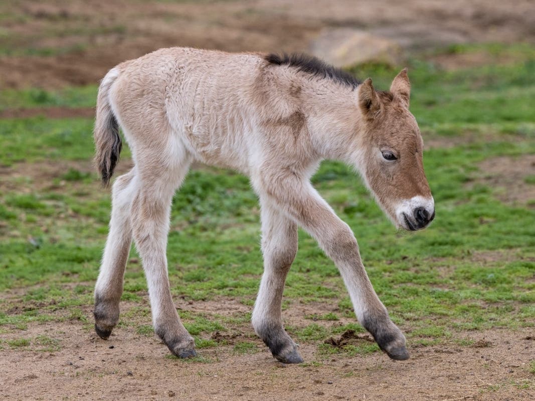 SAN DIEGO (Jan. 27, 2023) – Conservationists at the nonprofit San Diego Zoo Wildlife Alliance have announced the birth of a Przewalski’s horse foal and the first of the critically endangered animals to be born at the park since 2014.