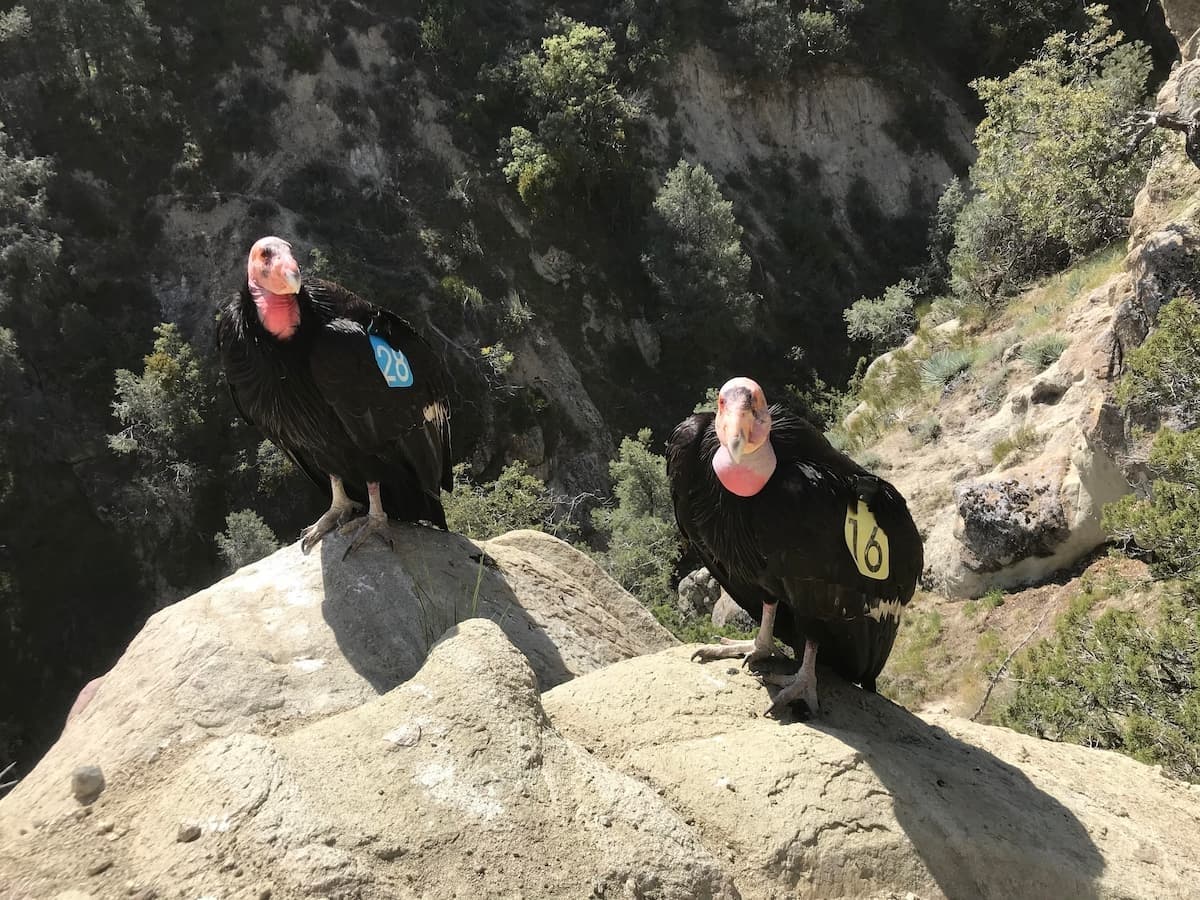 Topa Topa arrived at the zoo in 1967 after being found weak and malnourished in Ventura County and later became the first California condor to live in a zoo, according to officials.