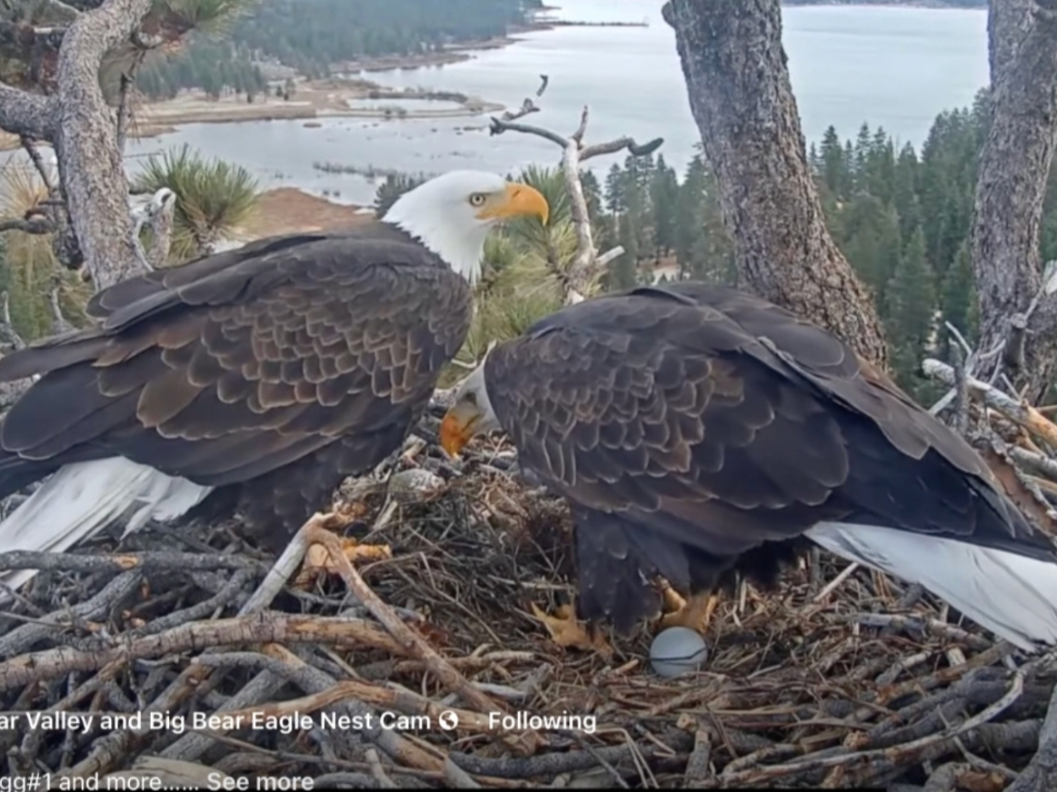 Jackie and Shadow tend to their egg in a nest overlooking Big Bear Lake.