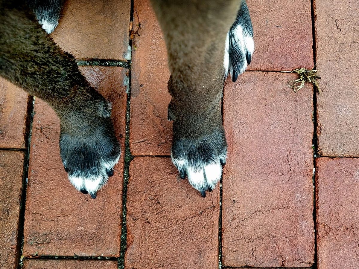 Cassie confronted a bear outside her the Northern California home of her owners, Jeff and Mallory Wilson. She died two days later from wounds from the bear attack while protecting the couple.