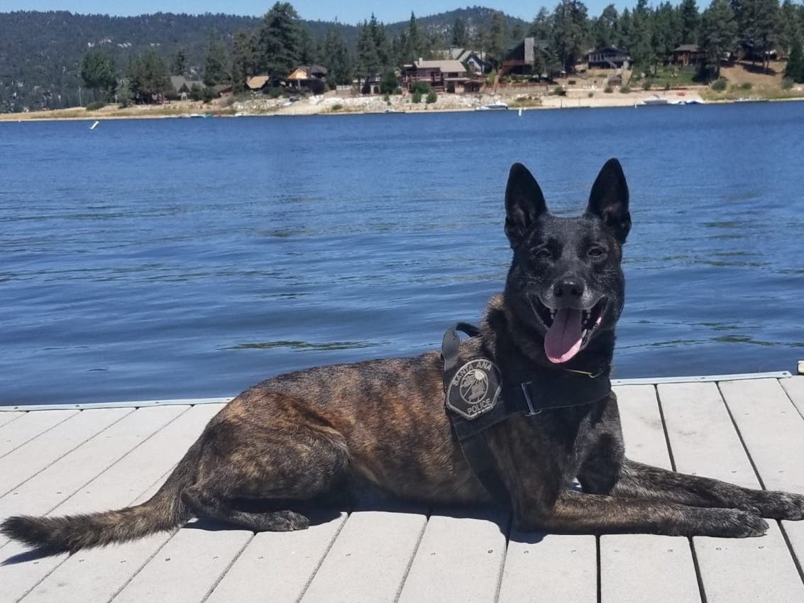 Santa Ana Police K9 Puskas. 
