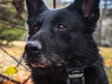 Havoc's handler Officer Joseph Papsedero picked him out alongside Boston Police Department Master K-9 Trainer Troy Caisey.