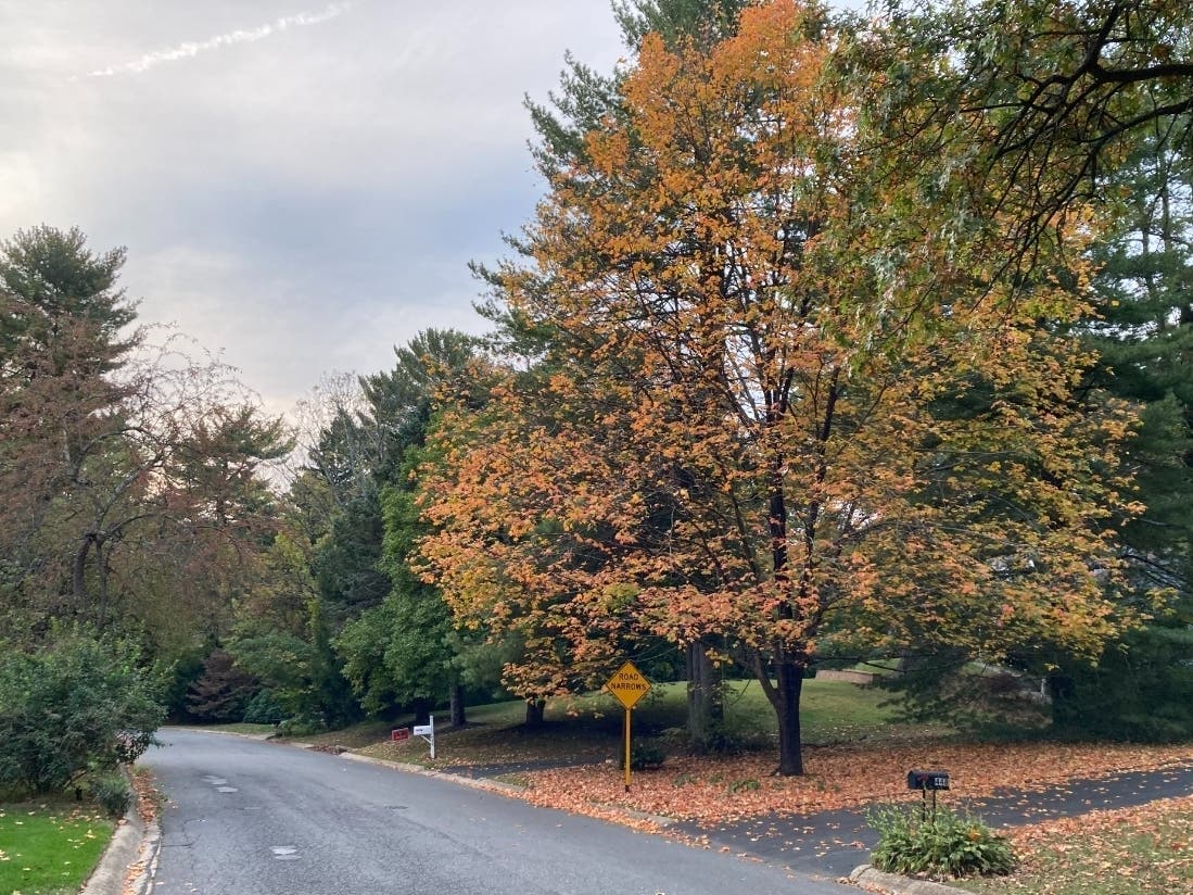 Most of the Northeast is around peak foliage, according to the Fall Foliage Prediction Map from SmokyMountains.com 