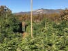 Authorities seized more than 12 tons of illegally grown marijuana Monday morning from a property in the unincorporated community of Anza, the Riverside County Sheriff's Department said.
