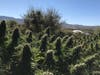 Authorities seized more than 12 tons of illegally grown marijuana Monday morning from a property in the unincorporated community of Anza, the Riverside County Sheriff's Department said.