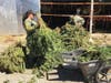 Authorities seized more than 12 tons of illegally grown marijuana Monday morning from a property in the unincorporated community of Anza, the Riverside County Sheriff's Department said.