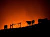 Cows stand on a ridge as the Kincade Fire approaches in unincorporated Sonoma County, California on Thursday.