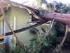 The Menlo Park Fire Protection District released these images of the 100-foot tree that fell onto a Woodland Avenue home on Sunday.