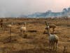 The Kincade Fire approaches a herd of alpacas in Sonoma County, Calif., on Sunday, Oct. 27, 2019.