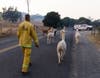 Mickey Chizek from Cal Fire helps to evacuate a herd of alpacas as the Kincade Fire approaches their enclosure in Sonoma County, Calif., on Sunday, Oct. 27, 2019.