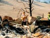 Stephanie LaFranchi holds her dog Jadzia while examining her husband's family home, leveled by the Kincade Fire, in Calistoga, Calif., on Monday, Oct. 28, 2019.