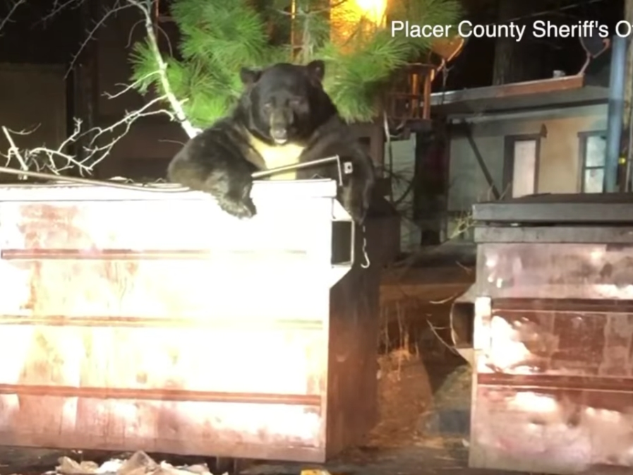 Video: Deputies Help Trapped Bear Escape From Dumpster | Sacramento, CA ...