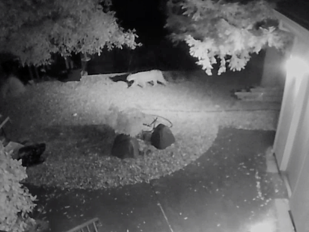 A mountain lion crept through the yard of a Los Altos home overnight.