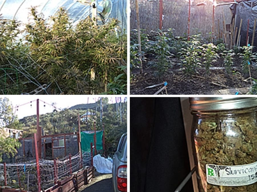 The sheriff's department released images of marijuana allegedly seized from the illegal grow, near the 23400 block of Crooked Arrow Drive.