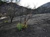 Patch reader Jim Aanderud shared these photos taken in the Tenaja Fire burn area in Murrieta.