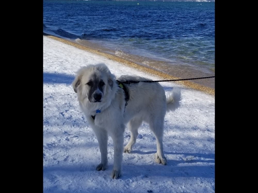 Patch reader Roxanne Hernandez shared this photo taken recently of her dog Ollie, enjoying a "sunny but chilly day" in Lake Tahoe.​