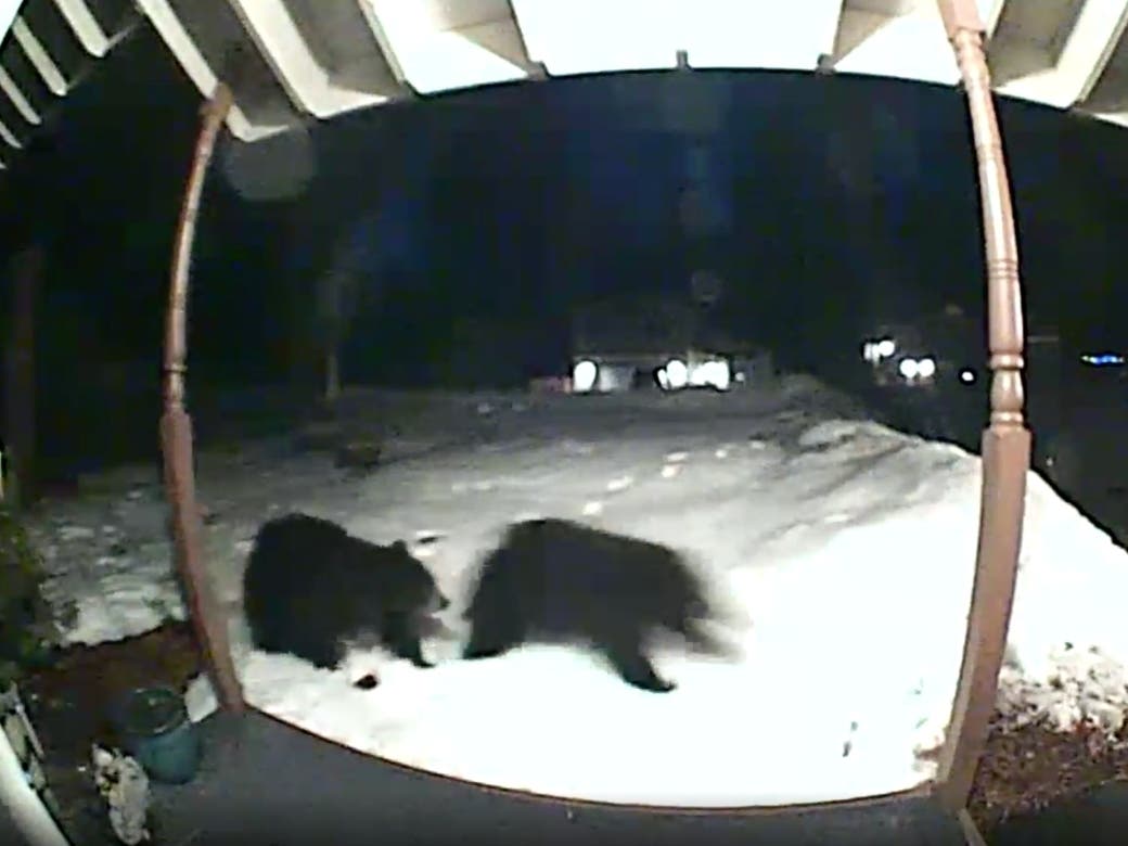 Video on the neighbors app shows the mama bear walking away from the window and across the snowy yard, only to be followed by two cubs — one moving slowly, the other charging ahead to the driveway.
