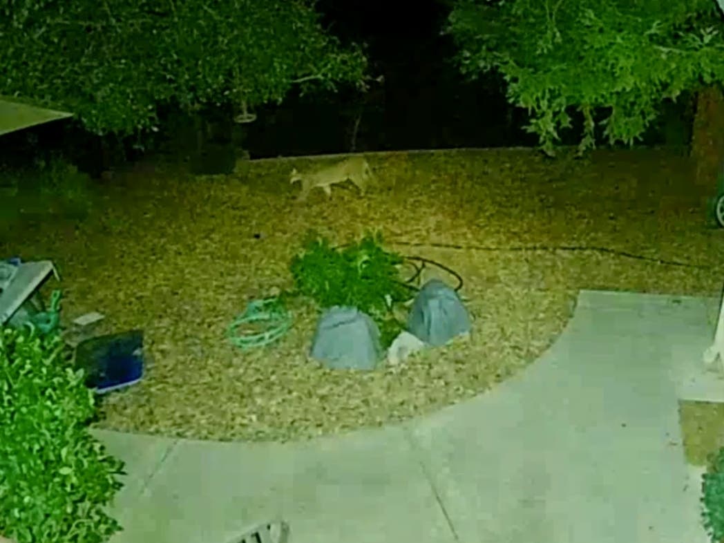 Video on the Neighbors app shows a mountain lion creeping through the home's backyard — the fourth such visit its residents have had since October, according to the video's uploader.​