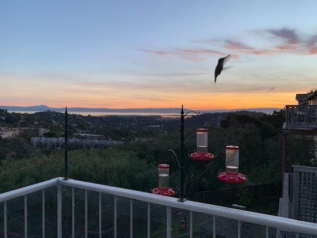 Patch reader Joe Brennan shared this photo taken recently showing the day's first hummingbird approaching the feeder at sunrise.