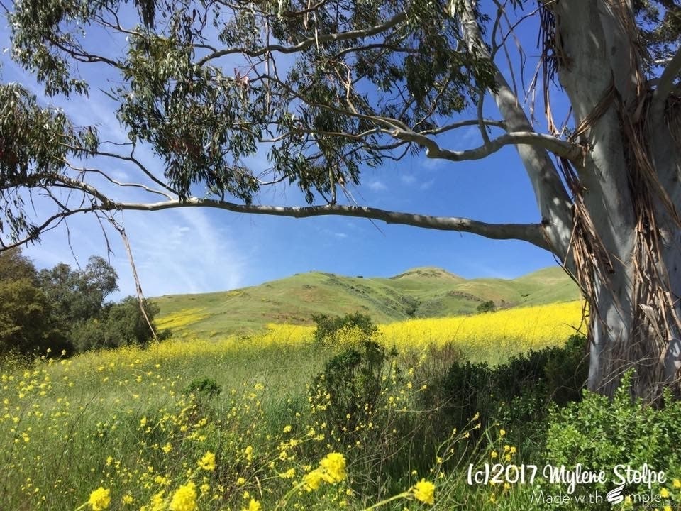 Patch reader Mylene Stolpe shared this photo taken at Ed R. Levin County Park in Milpitas.