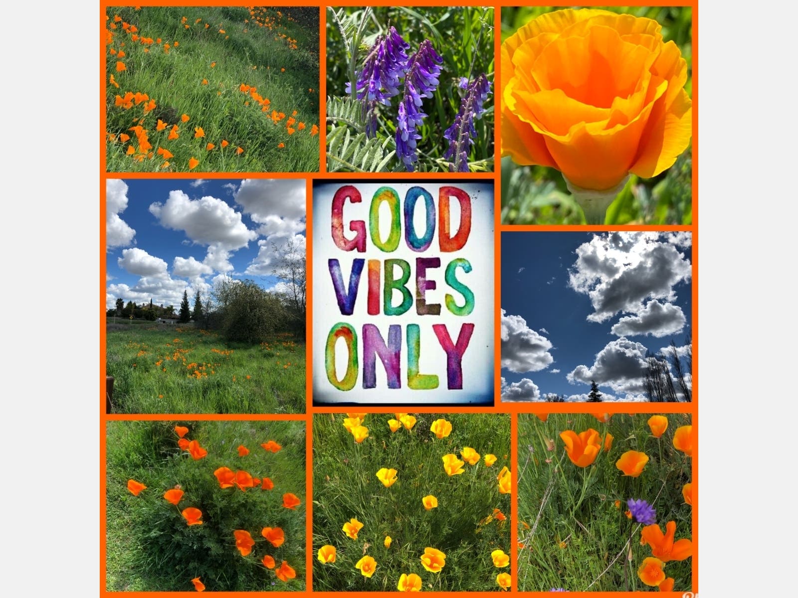 Patch reader Lisa Buck shared this collage of photos taken recently on the trails in Roseville.