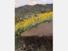 Patch reader Kevin Peacock​ shared these photos taken recently, showing Spring blossoms in the Mojave Dessert​.