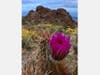 Patch reader Kevin Peacock​ shared these photos taken recently, showing Spring blossoms in the Mojave Dessert​.