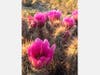 Patch reader Kevin Peacock​ shared these photos taken recently, showing Spring blossoms in the Mojave Dessert​.