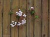 Patch reader Connie Marshall-Birdsong snapped these photos during a recent walk around the block in Citrus Heights.​