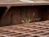 Patch reader Connie Marshall-Birdsong snapped these photos during a recent walk around the block in Citrus Heights.​