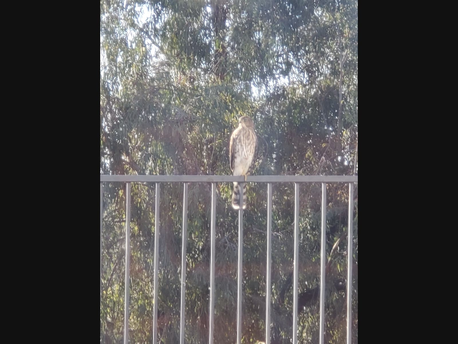 Patch reader Kristi Hanson shared this photo taken Thursday morning, showing a hawk perched in her backyard, facing the Mountain Pride Disc Golf Course.​