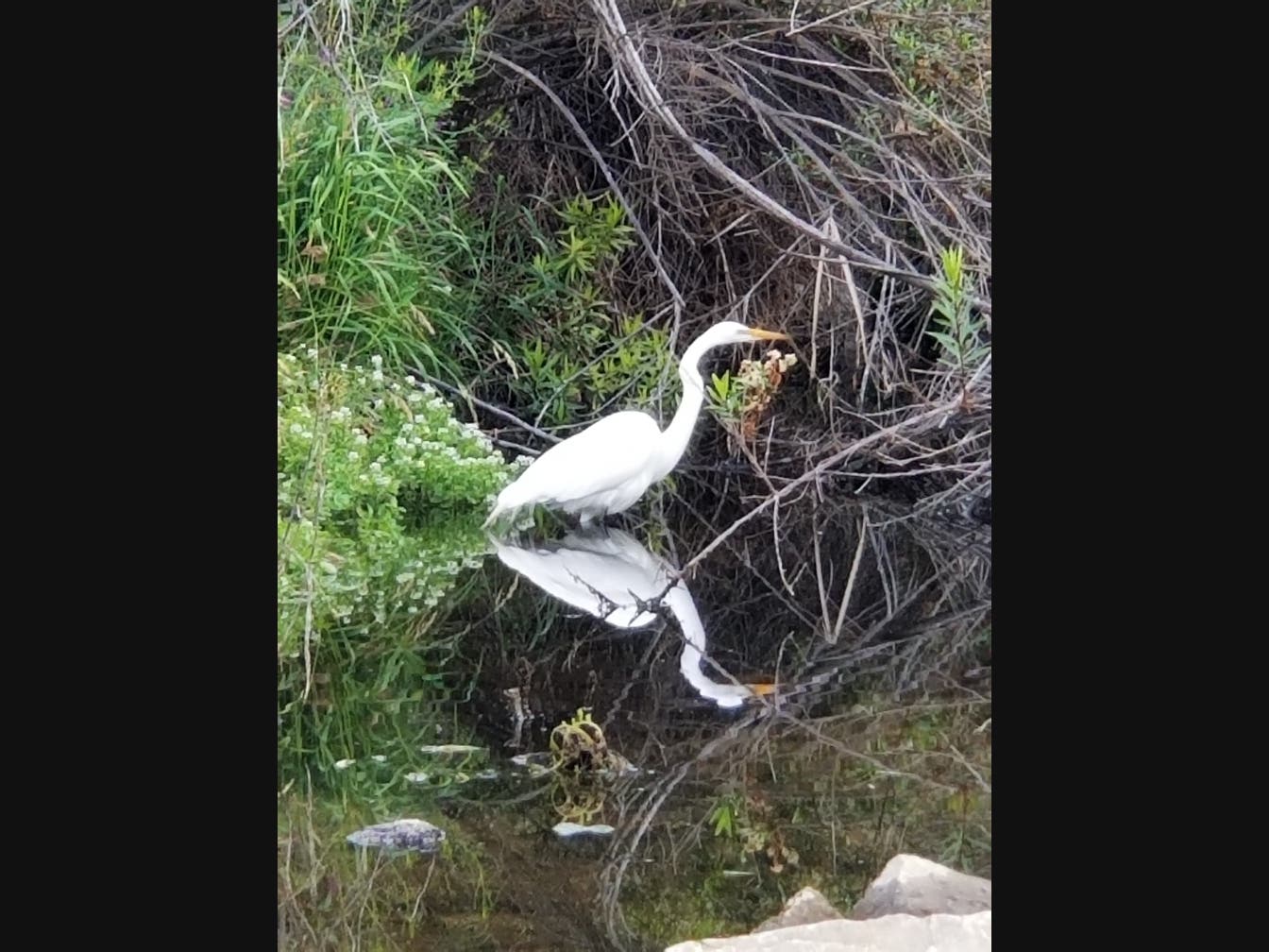 Patch reader Midge Ray shared this photo of what looks to be an egret at Murrieta Creek near Kalmia Street.
