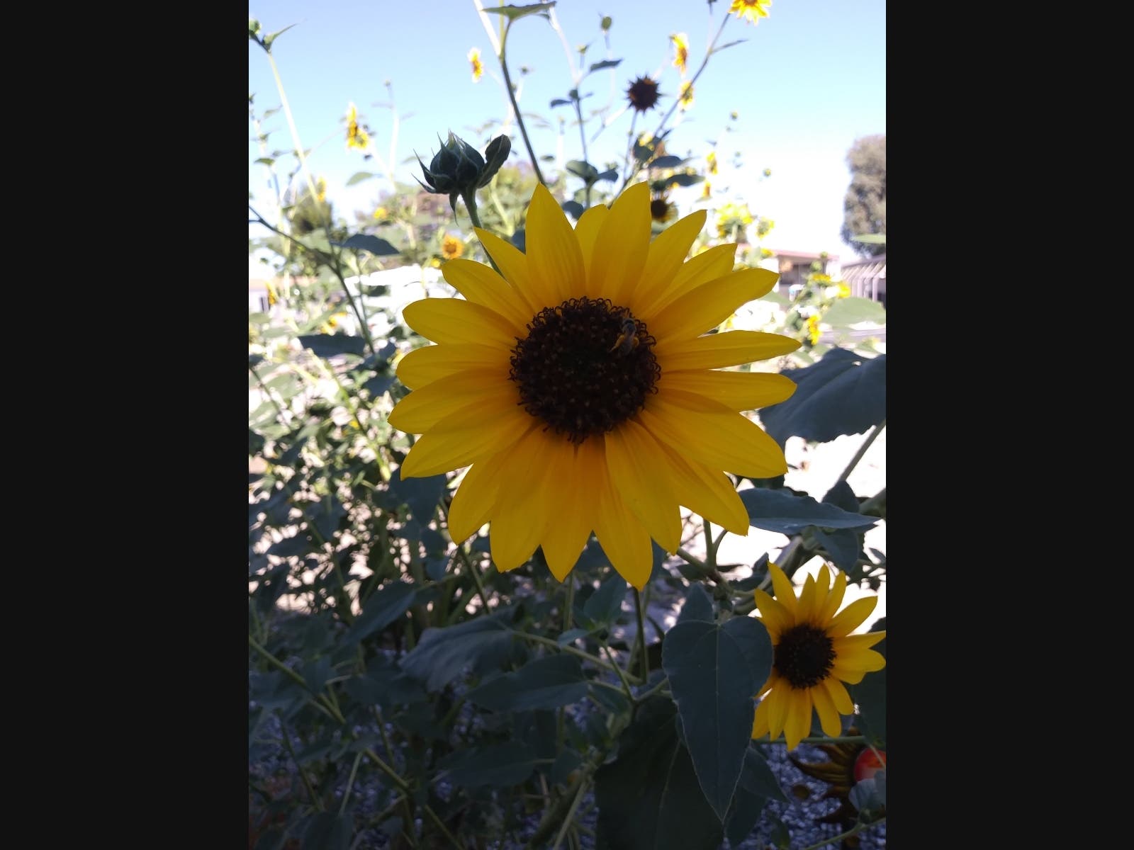 Patch reader Roxanne Avery​ shared this photo taken from her backyard, showing a bee feasting on a sunflower.​