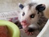 The blind, female opossum, was nicknamed "Dwightina" and brought to Sunshine Haven, a nonprofit wildlife rescue center in Riverside.
