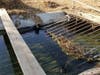 Vader, a 4-year-old Kerry blue terrier, was spotted by a Good Samaritan Sunday morning, trapped in the Gage Canal in Riverside.