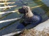 Vader, a 4-year-old Kerry blue terrier, was spotted by a Good Samaritan Sunday morning, trapped in the Gage Canal in Riverside.
