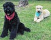 Vader (left), a 4-year-old Kerry blue terrier, was spotted by a Good Samaritan Sunday morning, trapped in the Gage Canal in Riverside.