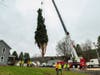 Workers cut down the 11-ton tree Thursday morning and hoisted it onto a flatbed truck, where it will be driven to Manhattan and installed on Saturday in Rockefeller Plaza.