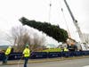 This year's tree is a 75-foot-tall, roughly 80-year-old Norway Spruce, which was growing alongside New York State Route 23 in Oneonta, about three hours north of the city.