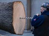 During the installation, a spike was driven into the tree trunk using a sledgehammer to help keep it standing securely.