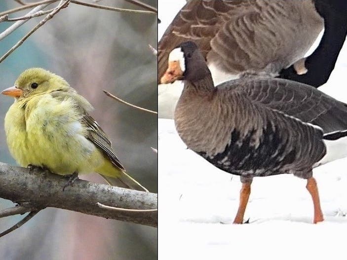 A western tanager (left) has been perched in Carl Schurz Park since Dec. 11, while a greater white-fronted goose was spotted on Randall's Island starting Monday.