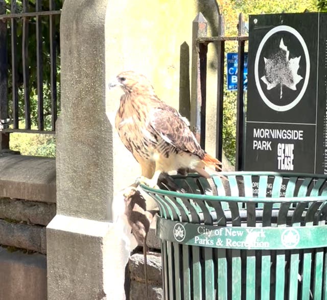 SEE IT: Hawk Hunts, Kills Rat In Morningside Park Trash Can | Harlem ...