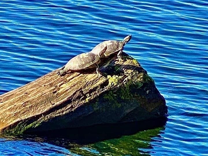 Several photos posted online showed two turtled with swastikas painted on their shells.