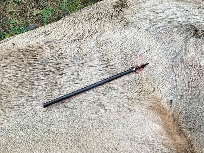 Three elk found within close proximity of each other were killed by arrows, investigators said. 